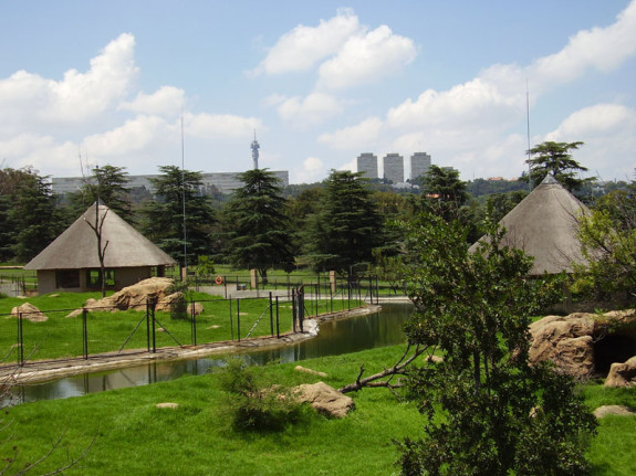 Johannesburg Zoo 