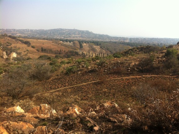 Melville Koppies Nature Reserve 