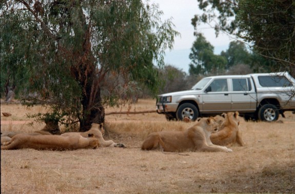 The Lion Park 