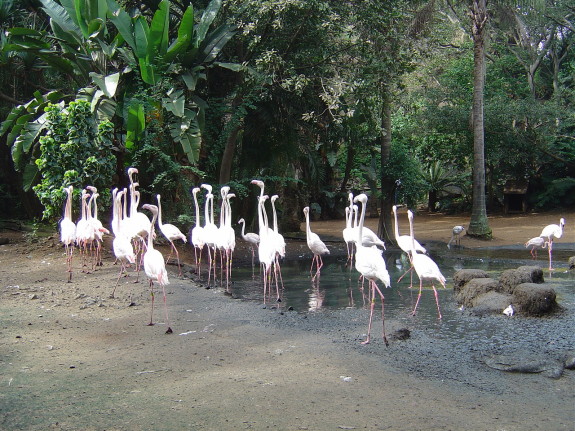 Umgeni River Bird Park