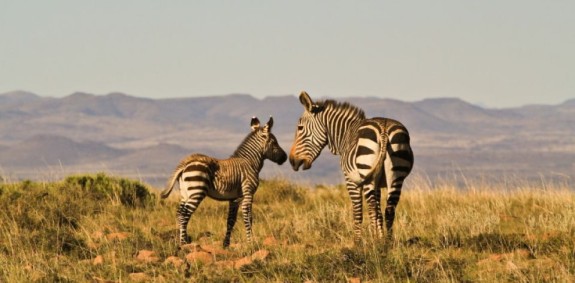 Wildlife Attractions Durban